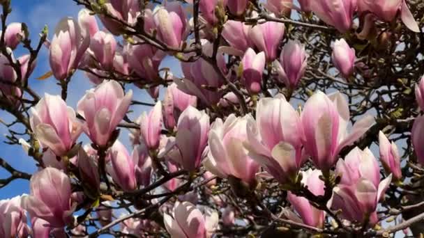 Magnolia Floreciendo Contra Cielo Azul Flores Rosadas Una Rama Vídeo — Vídeos de Stock