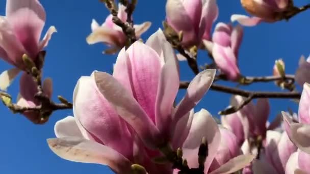 Magnolie Blüht Vor Blauem Himmel Rosafarbene Blüten Auf Einem Zweig — Stockvideo