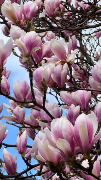 青空に向かって咲くマグノリア 枝にピンクの花を咲かせます ストックビデオだ — ストック動画