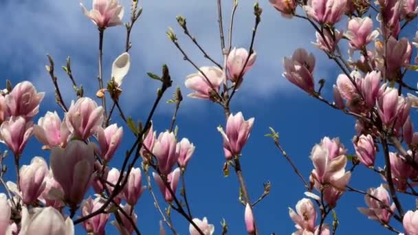 Magnolia Blommar Mot Den Blå Himlen Rosa Blommor Gren Stock — Stockvideo