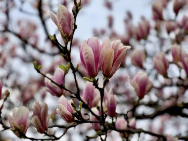 Bahar mevsiminde manolya çiçek açar. Bir dalda pembe çiçekler. Stok fotoğrafı.