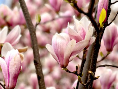 Bahar mevsiminde manolya çiçek açar. Bir dalda pembe çiçekler. Stok fotoğrafı.