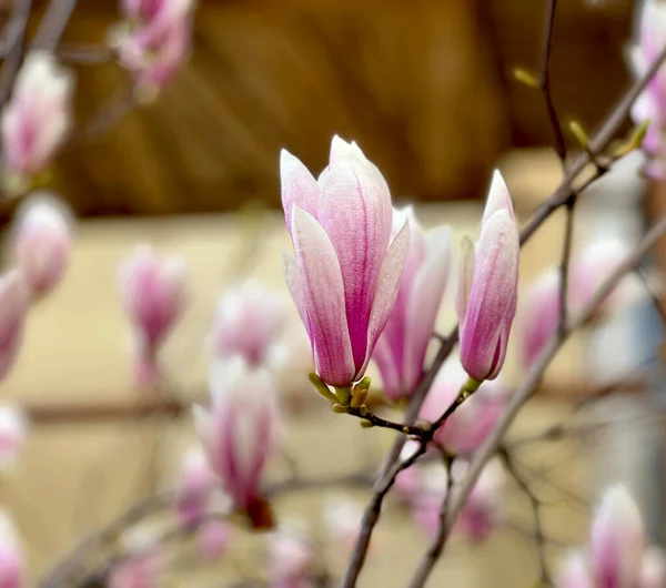 Magnolie Voller Blüte Frühling Rosafarbene Blüten Auf Einem Zweig Archivbild — Stockfoto