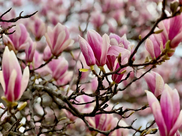 Магнолия Расцветает Весной Розовые Цветы Ветке Фото Складе — стоковое фото