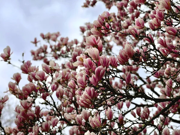 stock image Magnolia in bloom in the springtime. Pink flowers on a branch. Stock photo.