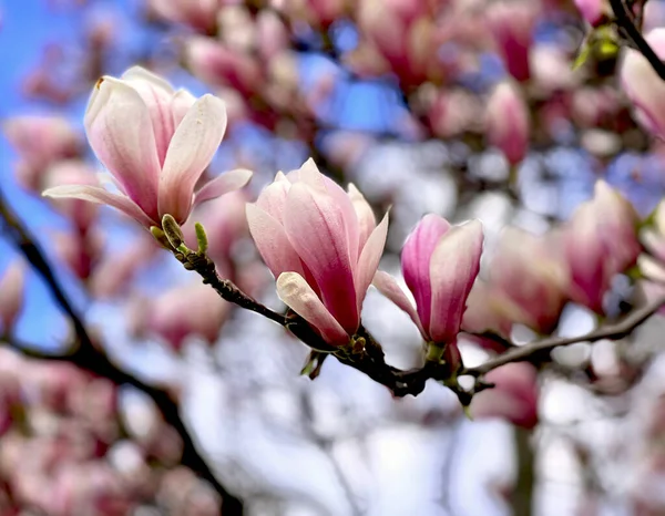 stock image Magnolia blooming against the blue sky. Pink flowers on a branch. Stock photo.