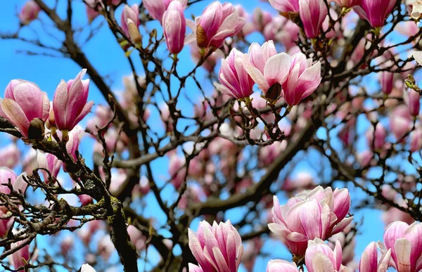 Magnolia Fleurissant Contre Ciel Bleu Fleurs Roses Sur Une Branche — Photo