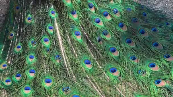 孔雀の尾羽 孔雀の見事な美しさ ストックビデオだ — ストック動画