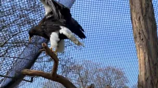 ステラーの海ワシ ワシは枝の上に座り その強力な翼を羽ばたきます ストックビデオだ — ストック動画