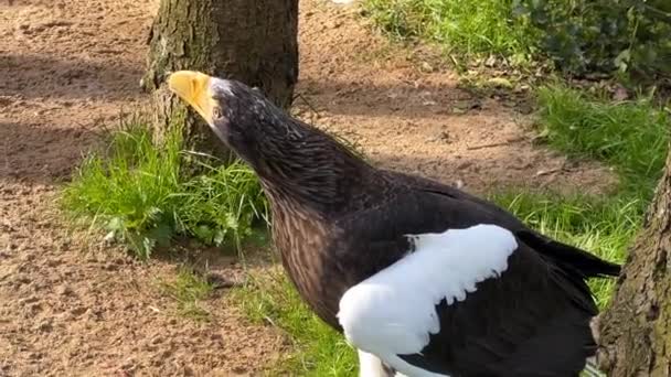 Steller Sea Eagle Eagle Walks His Land Stock Video — Stock Video
