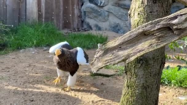 Stellers Seeadler Der Adler Wandert Auf Seinem Land Archivvideo — Stockvideo
