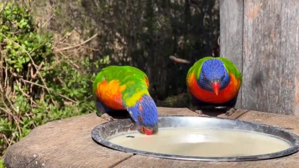 Dois Lóris Arco Íris Papagaios Muito Bonitos Comem Gostam Vídeo — Vídeo de Stock