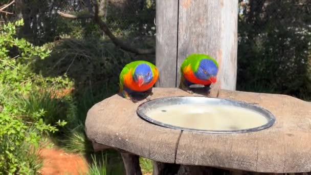 Dvě Duhové Lorikeety Velmi Krásní Papoušci Jedí Užívají Akciové Video — Stock video