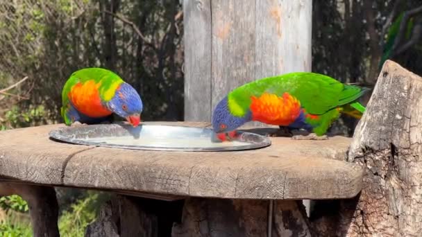 Zwei Regenbogenlorikeets Sehr Schöne Papageien Fressen Und Genießen Archivvideo — Stockvideo