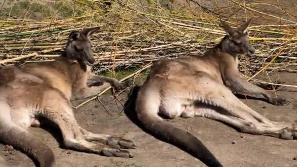 Twee Kangoeroes Die Prachtig Liggen Zonnebaden Voorraadvideo — Stockvideo