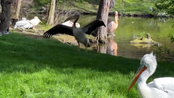 Pelikan Yeşil Çimlerde Yürüyor Kanatlarını Çırpıyor — Stok video