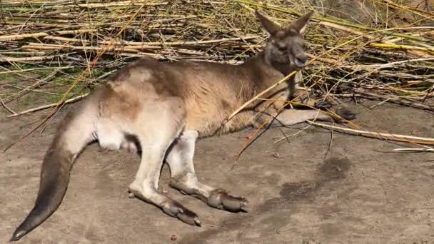 Kangoeroe Liegt Krabt Aan Zijn Buik Kangoeroe Likt Zijn Poot — Stockvideo
