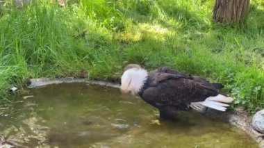 Güç ve özgürlüğün baş döndürücü kel kartal sembolü. Stok videosu. 4K