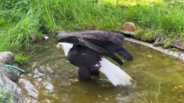 Güç ve özgürlüğün baş döndürücü kel kartal sembolü. Stok videosu. 4K