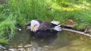 Güç ve özgürlüğün baş döndürücü kel kartal sembolü. Stok videosu. 4K