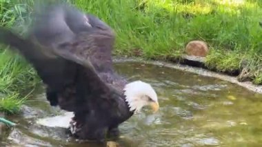 Güç ve özgürlüğün baş döndürücü kel kartal sembolü. Stok videosu. 4K