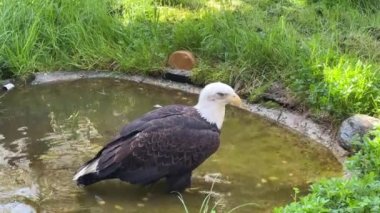 Güç ve özgürlüğün baş döndürücü kel kartal sembolü. Stok videosu. 4K