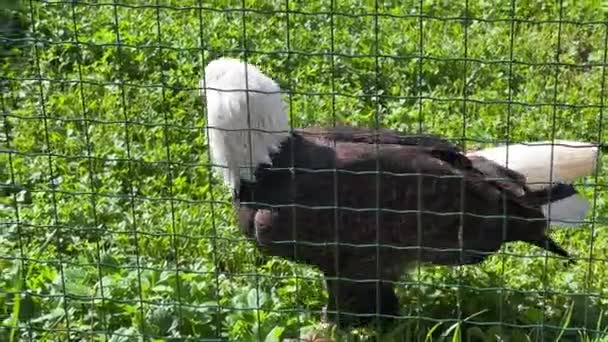 Stunning Bald Eagle Symbol Strength Freedom Stock Video — Stock Video