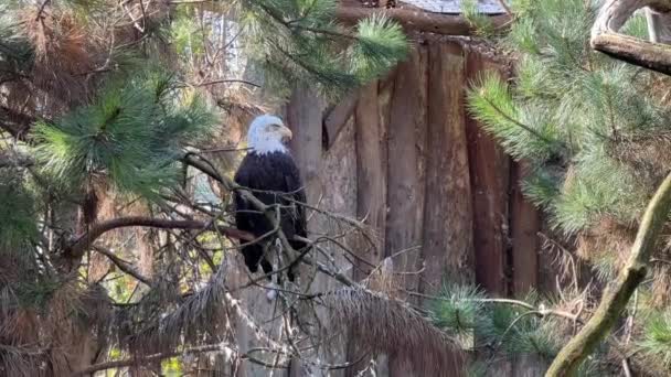 Stunning Bald Eagle Symbol Strength Freedom Stock Video — Stock Video