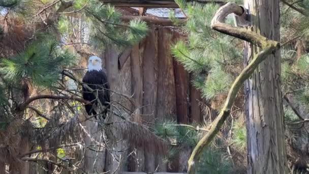 光秃秃的鹰象征力量和自由 库存视频 — 图库视频影像