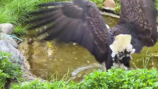 Impresionante Águila Calva Símbolo Fuerza Libertad Vídeo Archivo — Vídeos de Stock