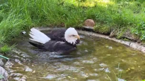 White Headed Eagle Bathes Water Enjoys Aquatic Experience Beautiful Bald — Stockvideo