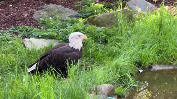 Impresionante Águila Calva Símbolo Fuerza Libertad Vídeo Archivo — Vídeo de stock