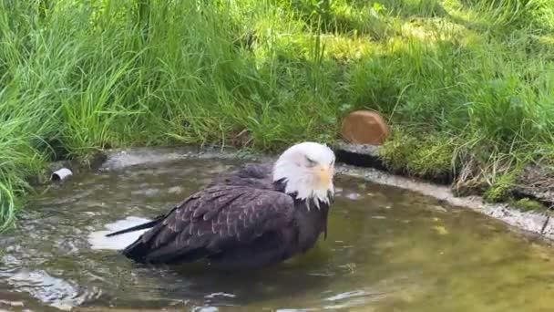 光秃秃的鹰象征力量和自由 库存视频 — 图库视频影像
