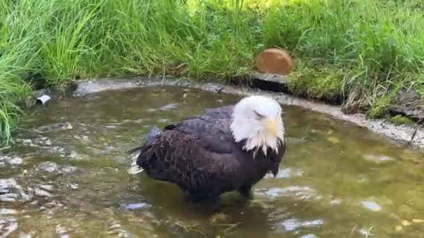 Impresionante Águila Calva Símbolo Fuerza Libertad Vídeo Archivo — Vídeos de Stock