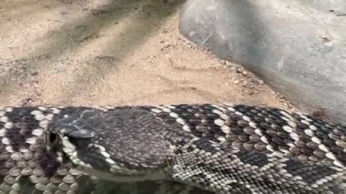 Doğu elmas sırtlı çıngıraklı yılan. Stok videosu. 4K