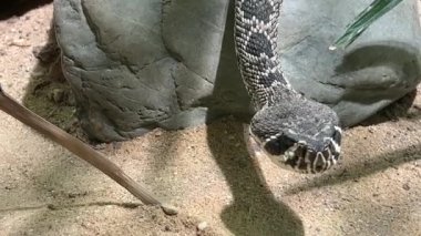 Doğu elmas sırtlı çıngıraklı yılan. Stok videosu. 4K
