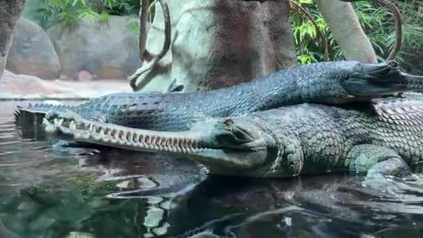 Два Крокодила Лежат Друг Друге Отдыхают Воде Склад Видео — стоковое видео
