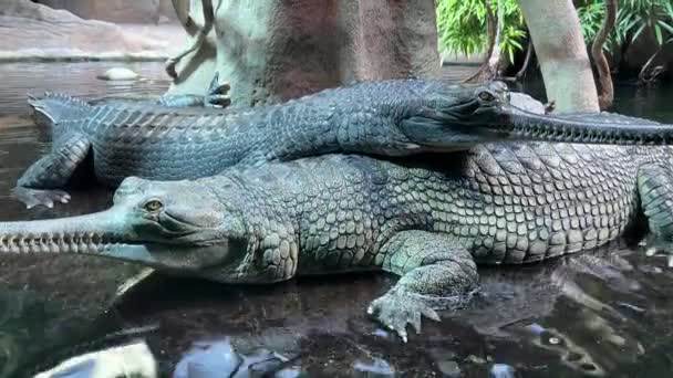 Dois Crocodilos Deitados Cima Outro Descansando Água Vídeo Stock — Vídeo de Stock