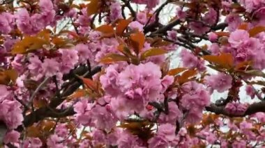 Kiraz çiçekleri tüm ihtişamıyla açar. Şaşırtıcı derecede güzel sakura. Stok videosu. 4K
