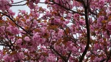 Kiraz çiçekleri tüm ihtişamıyla açar. Şaşırtıcı derecede güzel sakura. Stok videosu. 4K