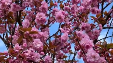 Kiraz çiçekleri tüm ihtişamıyla açar. Şaşırtıcı derecede güzel sakura. Stok videosu. 4K