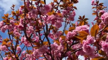 Kiraz çiçekleri tüm ihtişamıyla açar. Şaşırtıcı derecede güzel sakura. Stok videosu. 4K