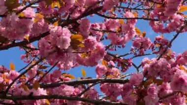 Kiraz çiçekleri tüm ihtişamıyla açar. Şaşırtıcı derecede güzel sakura. Stok videosu. 4K