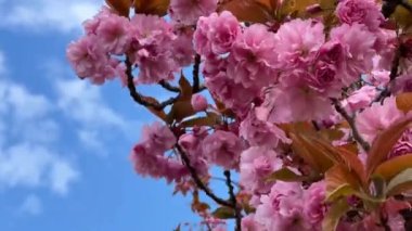 Kiraz çiçekleri tüm ihtişamıyla açar. Şaşırtıcı derecede güzel sakura. Stok videosu. 4K