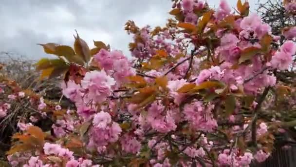 Flores Cerezo Plena Gloria Impresionantemente Hermosa Sakura Vídeo Archivo — Vídeo de stock