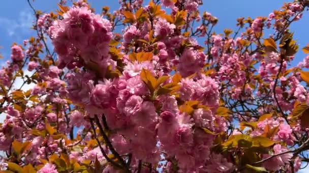 Cseresznyevirágzás Teljes Dicsőségben Elképesztően Gyönyörű Szakura Készletfelvétel — Stock videók