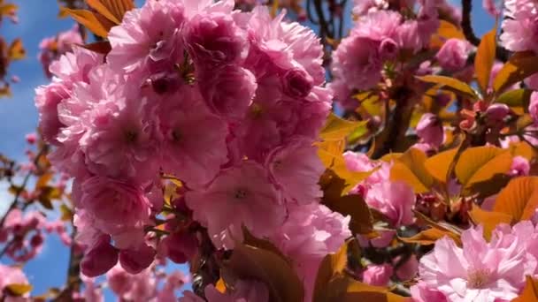 Flores Cerezo Plena Gloria Impresionantemente Hermosa Sakura Vídeo Archivo — Vídeos de Stock