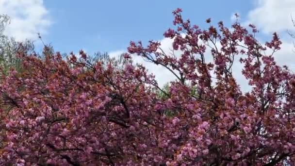 Wiśnia Kwitnie Pełnej Chwale Oszałamiająco Piękna Sakura Filmik — Wideo stockowe