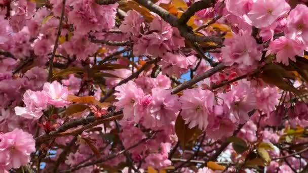 Třešňové Květy Plné Slávě Úžasně Krásná Sakura Akciové Video — Stock video
