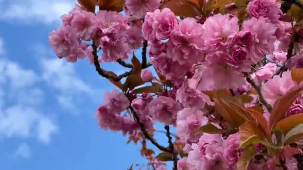 벚꽃이 펼쳐져 있습니다 놀랍도록 아름다운 사쿠라입니다 비디오 — 비디오